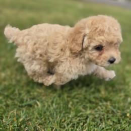 Poodle Puppies from Caboodles Of Poodles