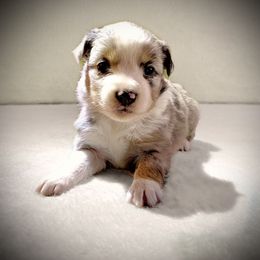 Miniature Australian Shepherd and Toy Australian Shepherd Puppies from Pawesome Lil Aussies