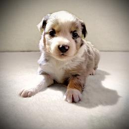 Miniature Australian Shepherd and Toy Australian Shepherd Puppies from Pawesome Lil Aussies