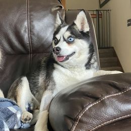Mini - Pomsky