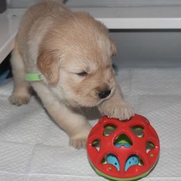 Golden Retriever Puppies from Life is Golden