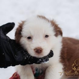Ginger - Red tri-color female Australian Shepherd puppy in Red Bud, Illinois from Authentic Aussies