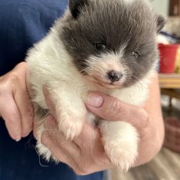AKC Blue and White Parti Boy - Blue parti male Pomeranian puppy in Madison, Ohio from PawSitive Therapy Pomeranians
