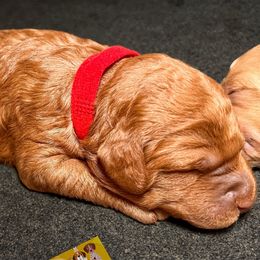 Joy - Mini - Red  female Goldendoodle puppy in Lancaster, California from Kid's Best Doodle