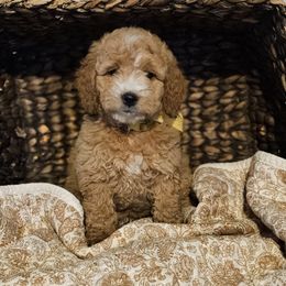 Honey - Apricot female Goldendoodle puppy in Bonham, Texas from Happy Valley Puppies