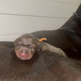 Boy 6 - Red and rust male Doberman Pinscher puppy in Williamston, Sc, South Carolina from Dutton Dog Co & Dalla Grazia Doberman