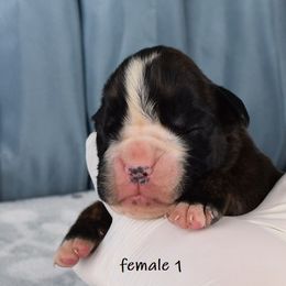 Boxer Puppies from Cadogans Boxers