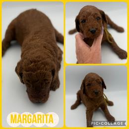Margarita - Red  female Poodle puppy in Mount Vernon, Illinois from AMC Poodles