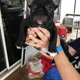 Boston Terrier, Bulldog, and French Bulldog Puppies from Tracy’s TLC Club