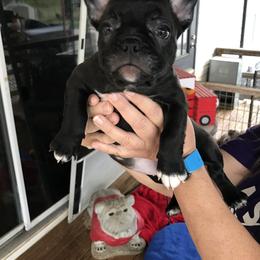 Boston Terrier, Bulldog, and French Bulldog Puppies from Tracy’s TLC Club