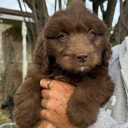 Chock - Brown and white male Aussiedoodle puppy in Grove, Oklahoma from Dollface Aussies