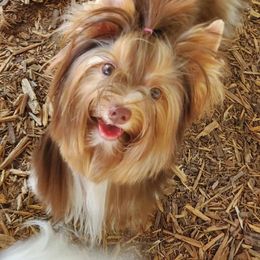 BonBon - Biewer Terrier