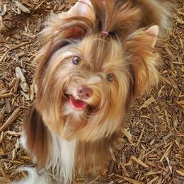 BonBon - Biewer Terrier