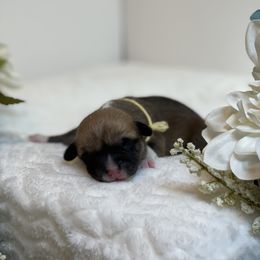 Jude - Pembroke Welsh Corgi