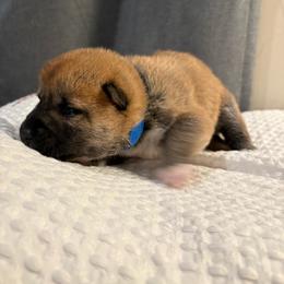 Blue - Red male Shiba Inu puppy in Elizabeth, New Jersey from Shiba Inu Loving Care