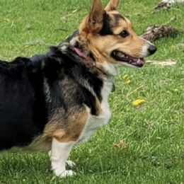 Pembroke Welsh Corgis from Rose's Corgis
