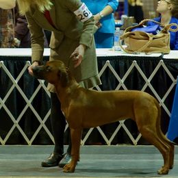 M'Sabu - Rhodesian Ridgeback