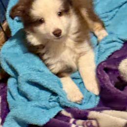 Red Tri - Red tri male Toy Australian Shepherd puppy in Stephenville, Texas from Rockin J Lil Aussies
