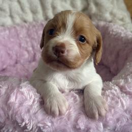 Girl 2 - Orange and white female Brittany puppy in Elizabeth, Colorado from CoveLake Kennels