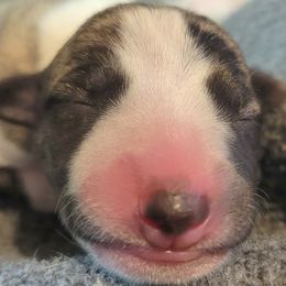 Ever - White and fawn brindle Whippet puppy in Duluth, Minnesota from Swift Whippets