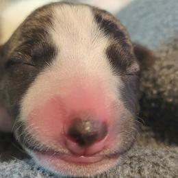 Ever - White and fawn brindle Whippet puppy in Duluth, Minnesota from Swift Whippets