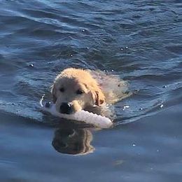 Golden Retrievers from Sue Sherman Biery's Golden Retrievers