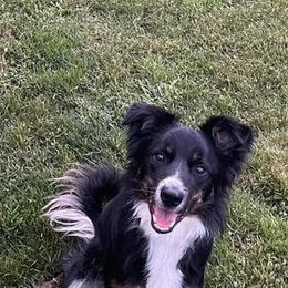 Border Collie All Grown Up from Wayward Sun Border Collies