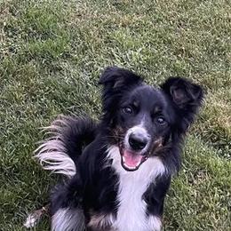 Border Collie All Grown Up from Wayward Sun Border Collies