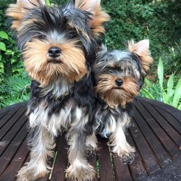 Yorkshire Terrier Puppies from Liz’s Yorkshire Terriers