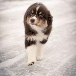 Australian Shepherd Puppies from AW Standard Aussies