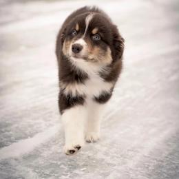 Australian Shepherd Puppies from AW Standard Aussies