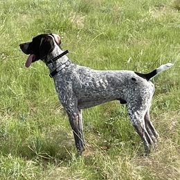 Trapper - German Shorthaired Pointer