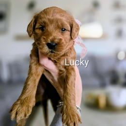 Lucky - Red  female Goldendoodle puppy in Red Oak, Iowa from Fisher Pups-Stay Golden with a Doodle