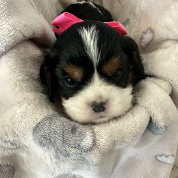 Cavalier King Charles Spaniel Puppies from Central Valley Cavaliers