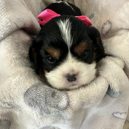 Cavalier King Charles Spaniel Puppies from Central Valley Cavaliers