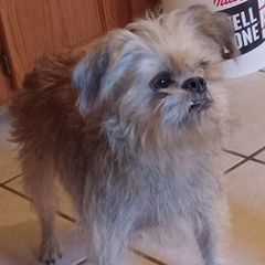 Brussels Griffons and Companion Crosses from A.K. Brussels Griffon and Shiffons