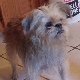 Brussels Griffons and Companion Crosses from A.K. Brussels Griffon and Shiffons