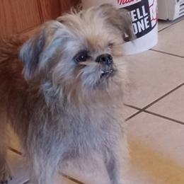 Brussels Griffons and Companion Crosses from A.K. Brussels Griffon and Shiffons