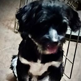Apache - Havanese