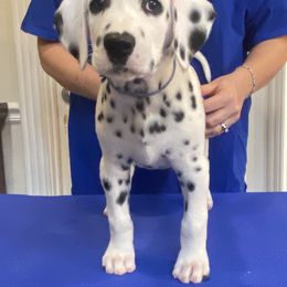 Sambal - Dalmatian puppy from Sweet Street Dalmatians