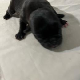 Tuxedo - Black male Pug puppy in South Carolina from Best Carolina Pugs