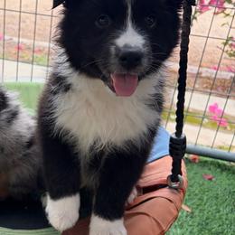 Willie - Black & white male Miniature Australian Shepherd puppy in Florence, Arizona from Triangle H Ranch Aussies