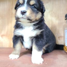 Miniature Australian Shepherd and Toy Australian Shepherd Puppies from Beasley Acres Aussies