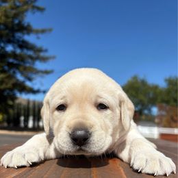 Girl 2 - Yellow female Labrador Retriever puppy in Santa Rosa, California from Legendary Labs of California