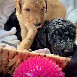 Goldendoodle and Poodle Puppies from Polly Wally Poodles and Doodles
