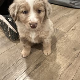 Hazel - Miniature Australian Shepherd puppy from Snick and Lick Adventure Dogs