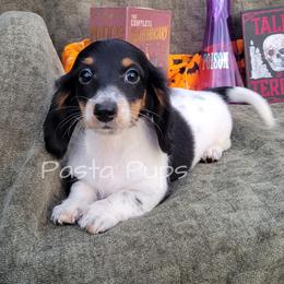AKC Sprite - Black and tan female Dachshund puppy in Texarkana, Arkansas from Pasta Pups Miniature Dachshunds
