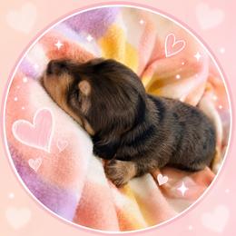 Oakley - Dapple male Dachshund puppy in Proctor, Montana from Blue Star Dachshunds