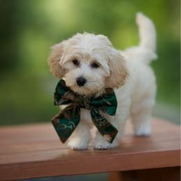 Martini - Cream male Maltipoo puppy in Deming, Washington from Heavenly Puppies to Love