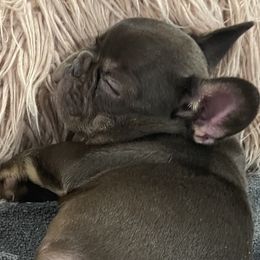 French Bulldog Puppies from Boise French Bulldogs